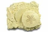 Three Fossil Sand Dollars - France #282676-1